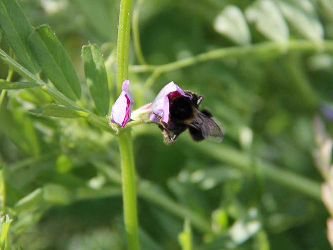 Nectar Rich Gold (AB1, AHL1, NUM2, NUM3)
